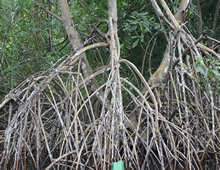 Caroni Swamp